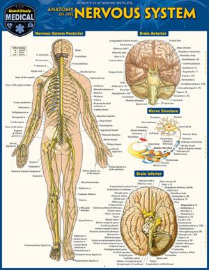 Anatomy Of The Nervous System - main view