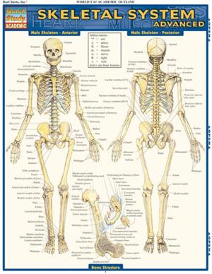 Image of Skeletal System Advanced